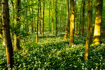 Evening sunlight through the trees