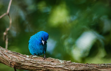 Indigo Bunting (Passerina cyanea) perched on a branch on a summer morning surrounded by lush foliage