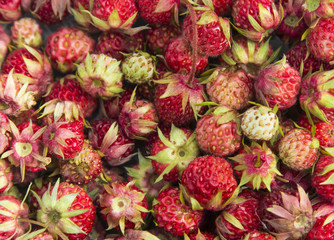 Fototapeta premium unpeeled berries of wild strawberry with peduncles top view