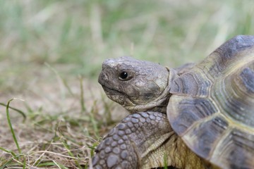 Russische Vierzehen-Schildkröte sitzt im Gras, Testudo horsfieldii, Agrionemys horsfieldii, Nahaufnahme, selektiver Fokus