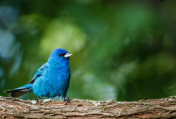 Indigo Bunting (Passerina cyanea) perched on a branch on a summer morning surrounded by lush foliage