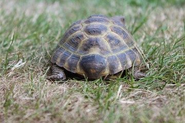 Russische Vierzehen-Schildkröte sitzt im Gras, Testudo horsfieldii, Agrionemys horsfieldii, Nahaufnahme, Rückansicht, selektiver Fokus