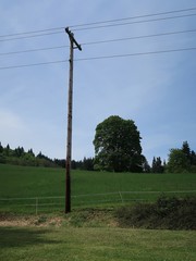 Obraz premium A beautiful green tree in a rural field 