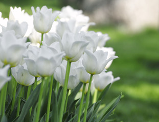 A lot of beautiful white tulips on a large flower-bed in the city garden