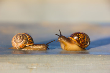 Snails at sunset. Loving two snails. Crawls like a snail.