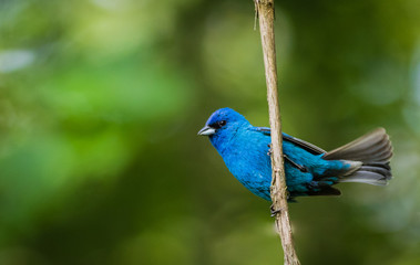 Indigo Bunting (Passerina cyanea) perched on a branch on a summer morning surrounded by lush foliage