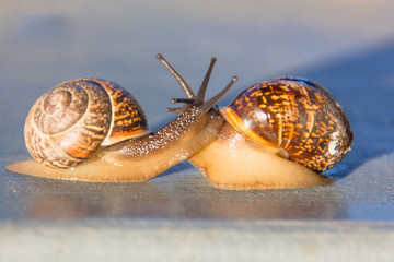 Snails at sunset. Loving two snails. Crawls like a snail.