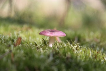 Mushroom