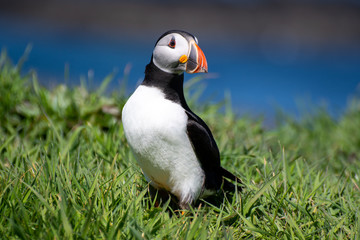 Scotland, colourful Puffin/Puffins at the coast of Treshnish Isles; Atlantic puffin , also known as the common puffin, is a species of seabird in the auk family