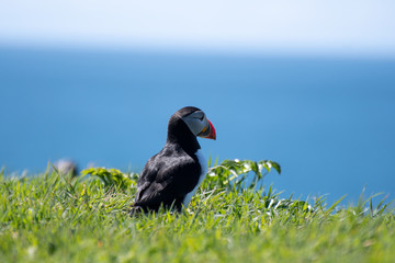 colourful Puffin/Puffins at the coast of Treshnish Isles, looking to the ocean; Atlantic puffin , also known as the common puffin, is a species of seabird in the auk family
