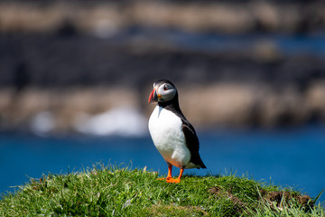 colourful Puffin/Puffins at the coast of Treshnish Isles, standing on a small grass hill with the ocean in the background; Atlantic puffin ,known as common puffin