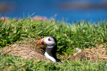 colourful Puffin/Puffins at the coast of Treshnish Isles, looking out of a hole; Atlantic puffin , also known as the common puffin, is a species of seabird in the auk family