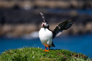 colourful Puffin/Puffins at the coast of Treshnish Isles, standing on a small grass hill with the ocean in the background and spreading his wings; Atlantic puffin ,known as common puffin