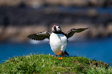 colourful Puffin/Puffins at the coast of Treshnish Isles, standing on a small grass hill with the ocean in the background and spreading wings and which looks funny roundish