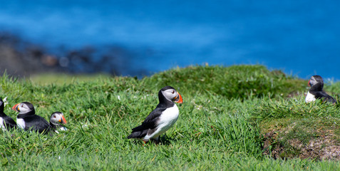 colourful Puffin/Puffins at the coast of Treshnish Isles, standing in the grass with the ocean in the background and other Puffins at the side; Atlantic puffin ,known as common puffin