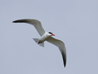 Caspian tern (Hydroprogne caspia)