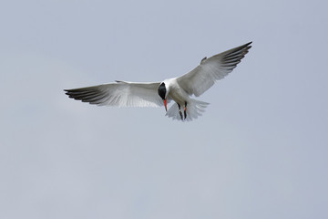 Caspian tern (Hydroprogne caspia)
