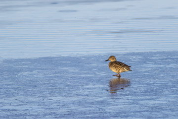 Krickente (Anas crecca)