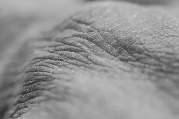 old skin in black and white