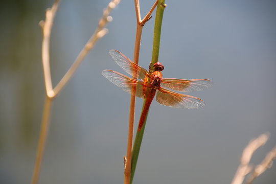 Flame Skimmer Dragonfly 9