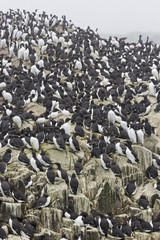 Safety in numbers, guillemot in a breeding colony in Northumberland, UK