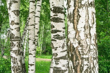 Obraz premium White trunks of young birches in early summer. The wind rustles young birch leaves. Russian national symbol.