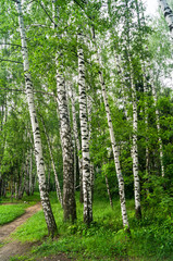 Group of young birches in early summer. The wind rustles young birch leaves. White birch trunk is a Russian national symbol.