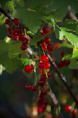 BERRIES: red currant against a dark background