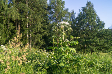 Blooming inflorescence of giant hogweed, poisonous weed, outstanding by its aggressive spreading, powerful growth and high survivability.