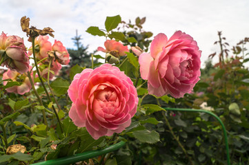 Lush rose flowers in a garden. Love, happiness, wedding.