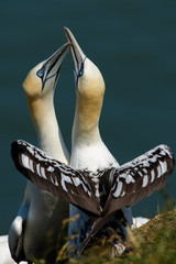 Gannets at Bempton Cliffs