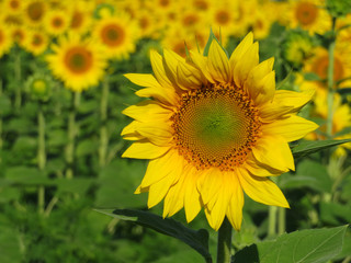 Field of sunflowers in sunny day, selective focus. Beautiful sunflower in summer