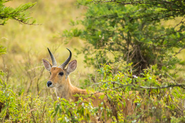 Naklejka na ściany i meble Impala in the savannah scrub of Nairobi