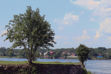 Obraz premium trees on a cliff on the river bank