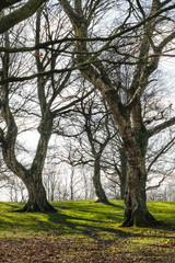 Fototapeta na wymiar Trunks and branches of trees without leaves on a green meadow.