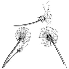 Wildflower dandelion  in a vector style isolated. Full name of the plant: dandelion. Vector flower for background, texture, wrapper pattern, frame or border.