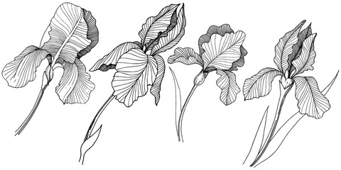 Irises flower in a vector style isolated. Full name of the plant: irises. Vector flower for background, texture, wrapper pattern, frame or border.