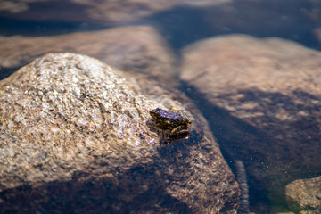 frog