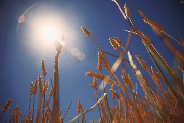 Barley field background against blue sky and sunlight. Bottom view. Agriculture, agronomy, industry concept.