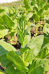 Obraz premium Tobacco blossom on plantation.