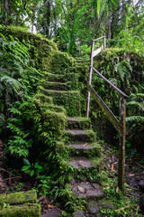 Old stone stairs in overgrown forest garden