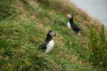 Penhascos de Látrabjarg, o santuário dos papagaios do mar, na Islândia