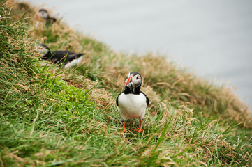 Penhascos de Látrabjarg, o santuário dos papagaios do mar, na Islândia
