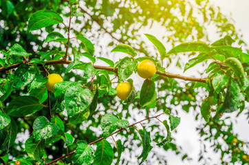 Yellow plum on the branch after the rain
