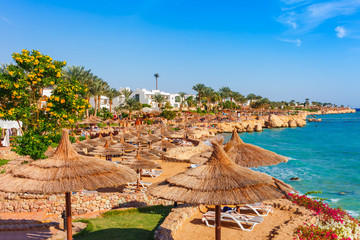 Obraz premium Słoneczny kurort z palmą na wybrzeżu Morza Czerwonego w Sharm el Sheikh, Synaj, Egipt, Azja w lecie gorąco. Jasne, słoneczne światło