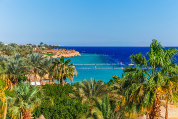 Sunny resort beach with palm tree at the coast shore of Red Sea in Sharm el Sheikh, Sinai, Egypt, Asia in summer hot. Bright sunny light © oleg_p_100