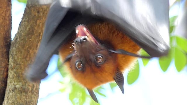 Lyle's flying fox (Pteropus lylei) on a tree in tropical rain forest