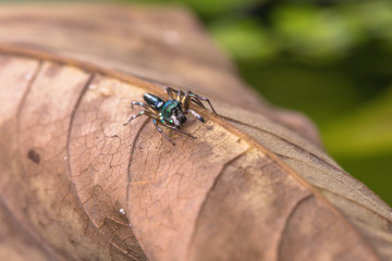 A jumping spider in nature background.macro spider,eyes focus.