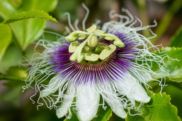 Passion Fruit Flower