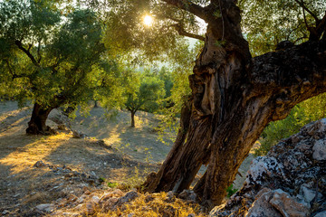 Under the Old Olive Tree on Zakynthos